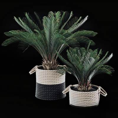 北欧植物 绿植 盆栽-4